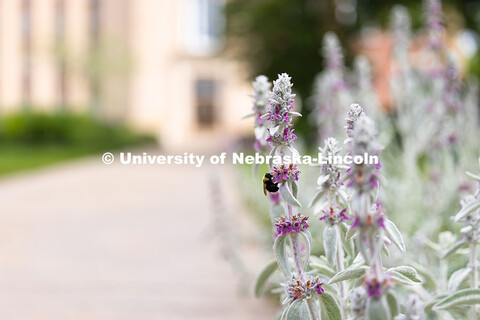 A bumblebee pauses to gather nectar from a lamb's ear plant outside of Love Library on a sunny day. 