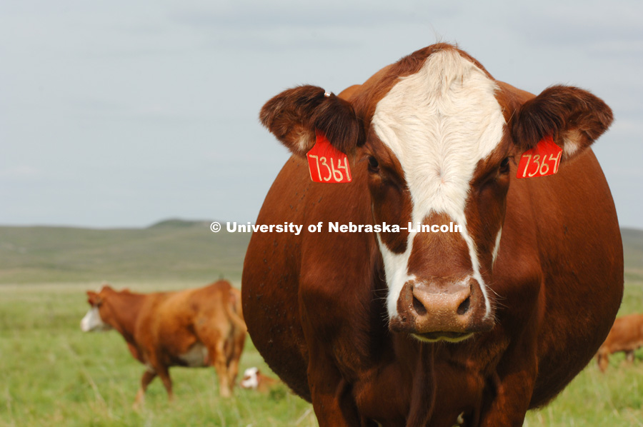 Sandhills cattle ranch.  Photo by Brett Hampton/University Communications.