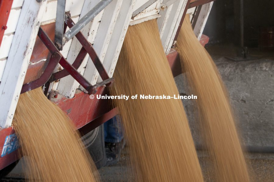Wheat harvested is trucked to grain elevators including Frenchman Valley Coop in Grant, NE. Agriculture photo shoot in southwest Nebraska in Perkins County. Photo by Craig Chandler / University Communications
