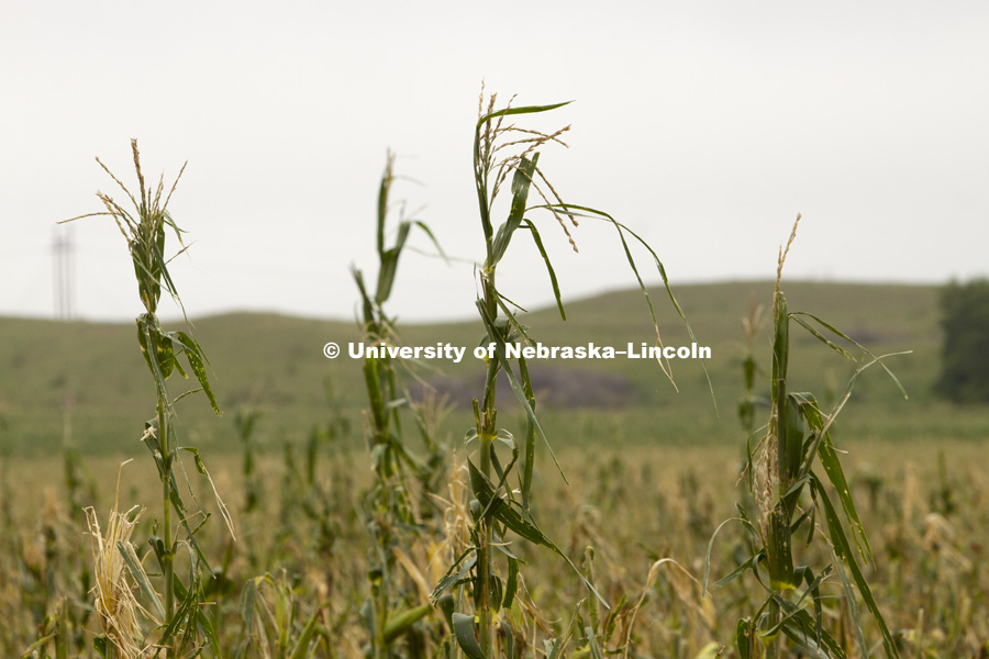 Storm damaged crops northwest of Kearney, NE, July, 2010. Agriculture photo shoot in  Nebraska. Photo by Craig Chandler / University Communications