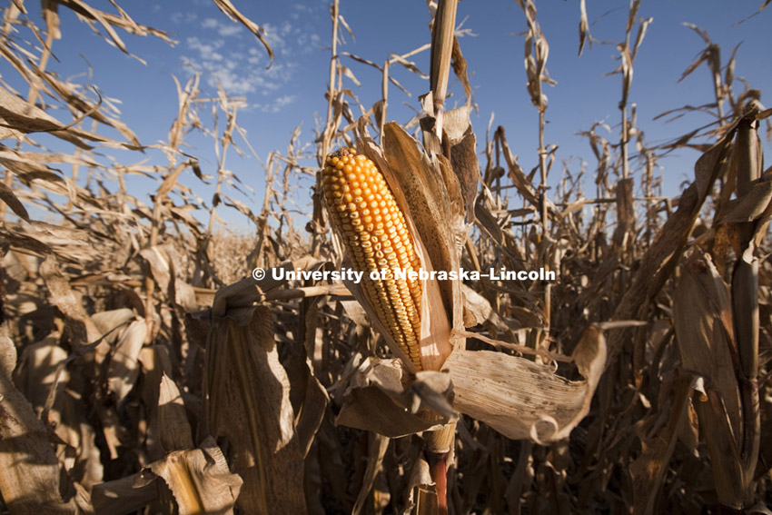 Corn ear for Agriculture Photo Project. Photo by Craig Chandler / University Communications