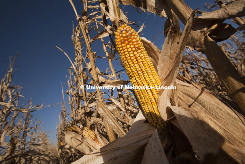 Corn ear for Agriculture Photo Project. Photo by Craig Chandler / University Communications