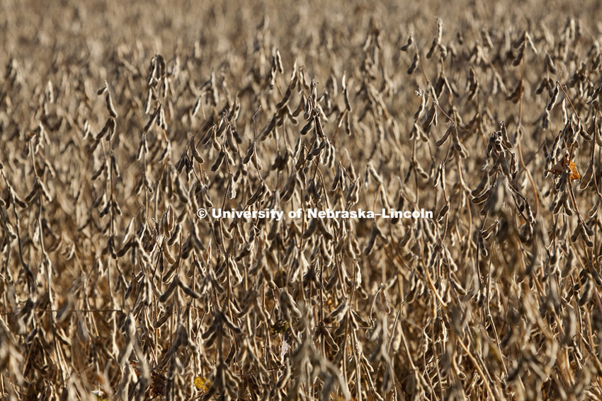 Harvest on October, 4, 2010, east of Lincoln in Lancaster and Saunders counties. Photo by Craig Chandler / University Communications