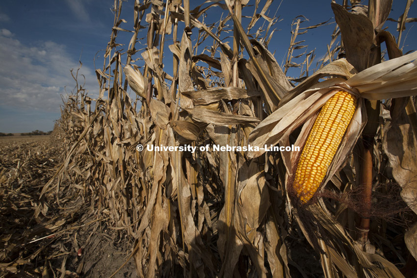 Corn harvest between Dorchester and York. October, 11, 2010.  Photo by Craig Chandler / University Communications