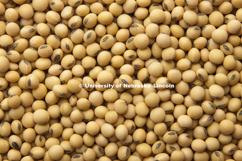 Soybeans photographed in studio. Photo by Craig Chandler / University Communications
