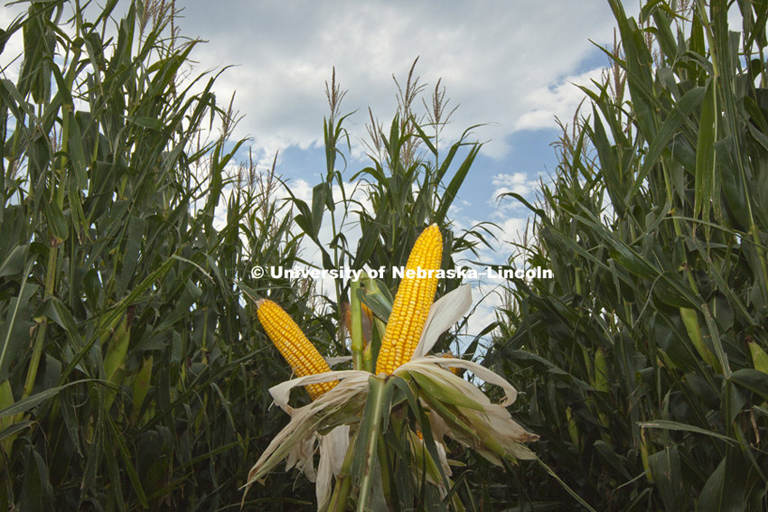 Ears of corn have been exposed in a test plot along Highway 34 between Seward and York, NE. 110826, Photo by Craig Chandler / University Communications