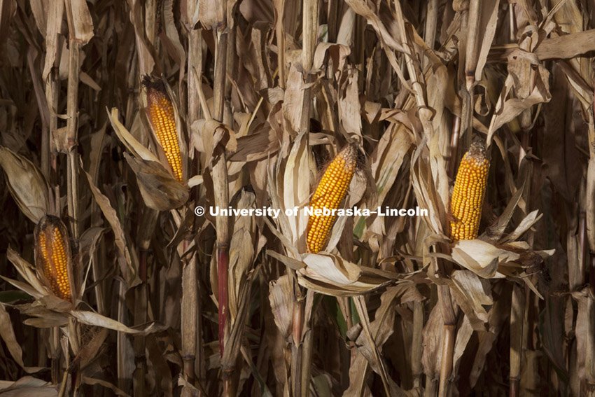 Corn on test plots on UNL East Campus. October, 18, 2011. Photo by Craig Chandler / University Communications