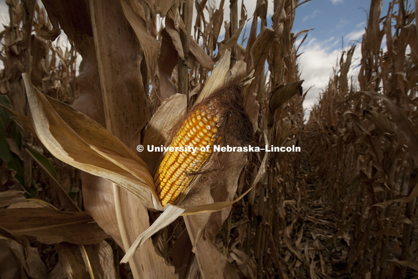 Corn on test plots on UNL East Campus. October, 18, 2011. Photo by Craig Chandler / University Communications