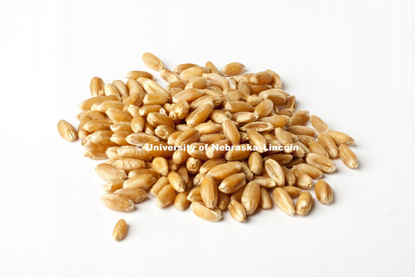 Studio photography of wheat kernels, 120217, Photo by Craig Chandler / University Communications