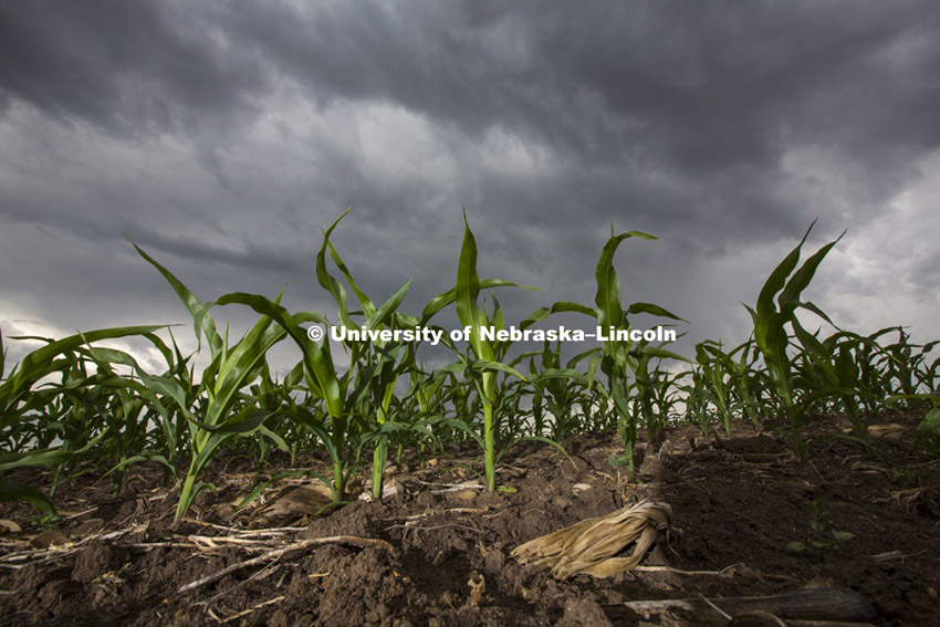 Young corn plants in southeast Lancaster County stretch up to a stormy sky, May 30, 2012. Photo by Craig Chandler / University Communications