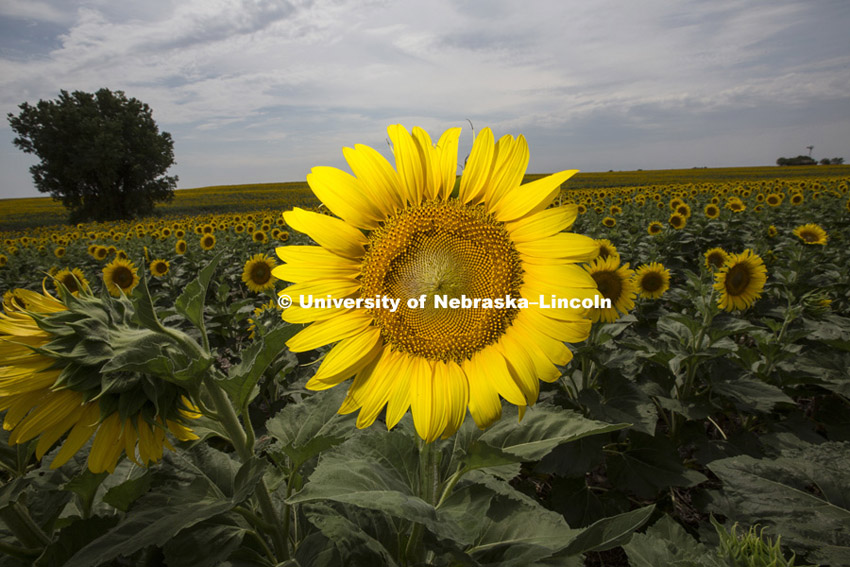 Sunflowers in field near Minneapolis, KS. July 8, 2012. Photo by Craig Chandler / University Communications