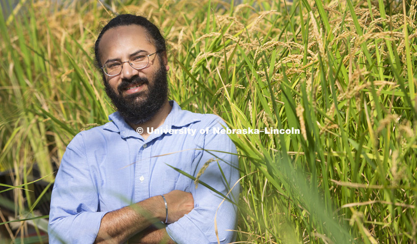 Harkamal Walia, Assistant Professor, Plant Molecular Physiologist, with the rice varieties he works with in the UNL east campus greenhouses.  July 23, 2013. Photo by Craig Chandler / University Communications