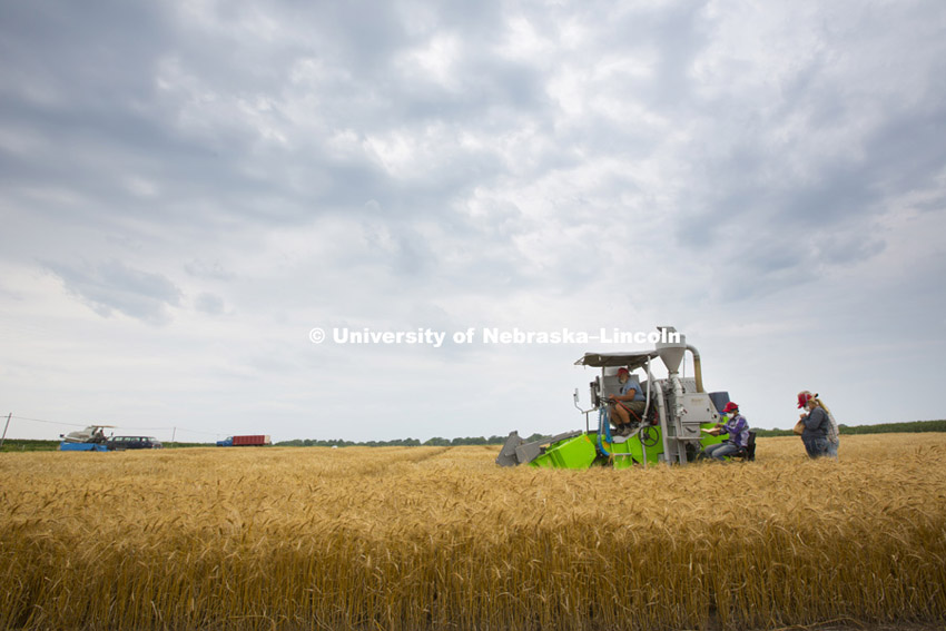 Wheat harvest of test plots at UNL fields at 84th and Havelock. Peter Baenziger, Agronomy and Horticulture Professor. July 9, 2014  Photo by Craig Chandler / University Communications