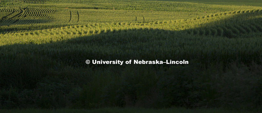Corn field northeast of Adams, NE.  July 15, 2015. Photo by Craig Chandler / University Communications