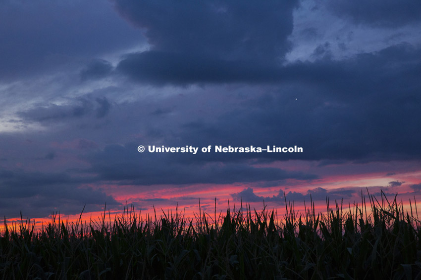 Corn field and sunset north of Beatrice, NE.  July 16, 2015. Photo by Craig Chandler / University Communications