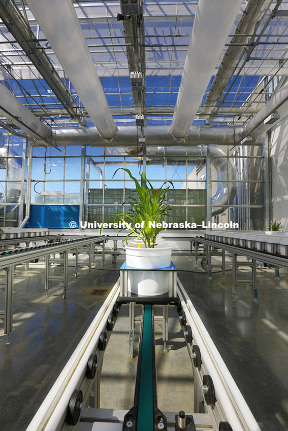 New greenhouses at Nebraska Innovation Campus will include  a section where the plants--including full size corn plants--are shuttled on a rail system and photographed by a broad spectrum camera. May 12, 2015, Photo by Craig Chandler / University Communications