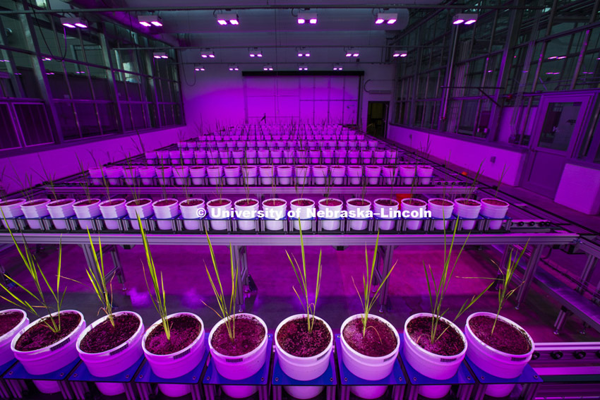 Harkamal Walia checks the progress of a rice plant growing in the Lemna Tech High Throughput Phenotyping facility at the Greenhouse Innovation Center on Nebraska Innovation Campus. The magenta glow is caused by custom LED grow lights. The facility is an automated system which moves the plants via conveyor belts and automatically waters them and then records their growth daily.  August 11, 2015.  Photo by Craig Chandler/University Communications