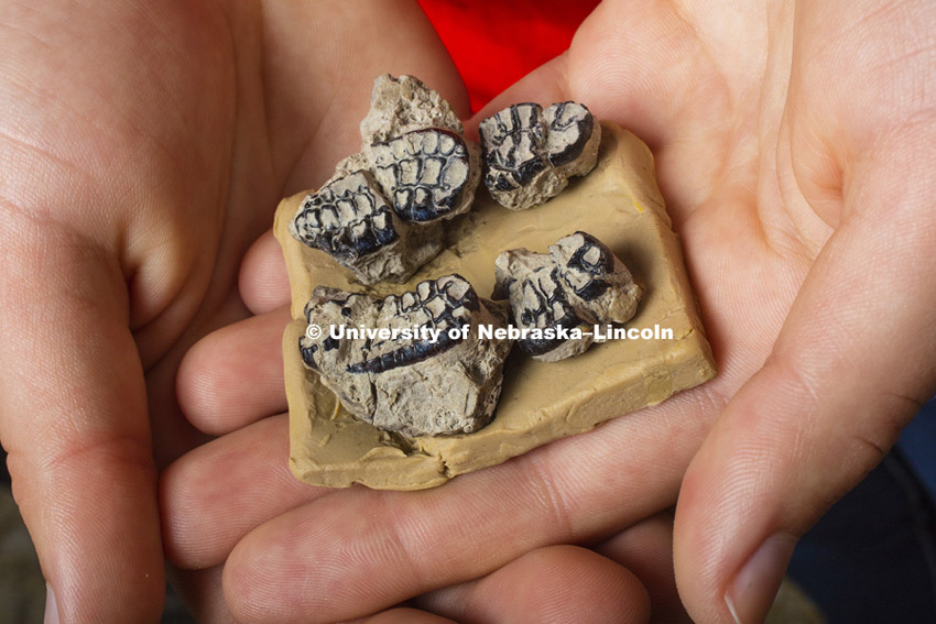 Carissa Raymond holds fossilized teeth of a multituberculate mammal, a small rodent-like creature that lived at the end of the dinosaur’s era, in Morrill Hall. In summer 2014, she found a similar fossil later identified as a previously unknown multituberculate species while on a dig in New Mexico under the supervision of Professor Ross Secord. September 17, 2015, Photo by Craig Chandler / University Communications