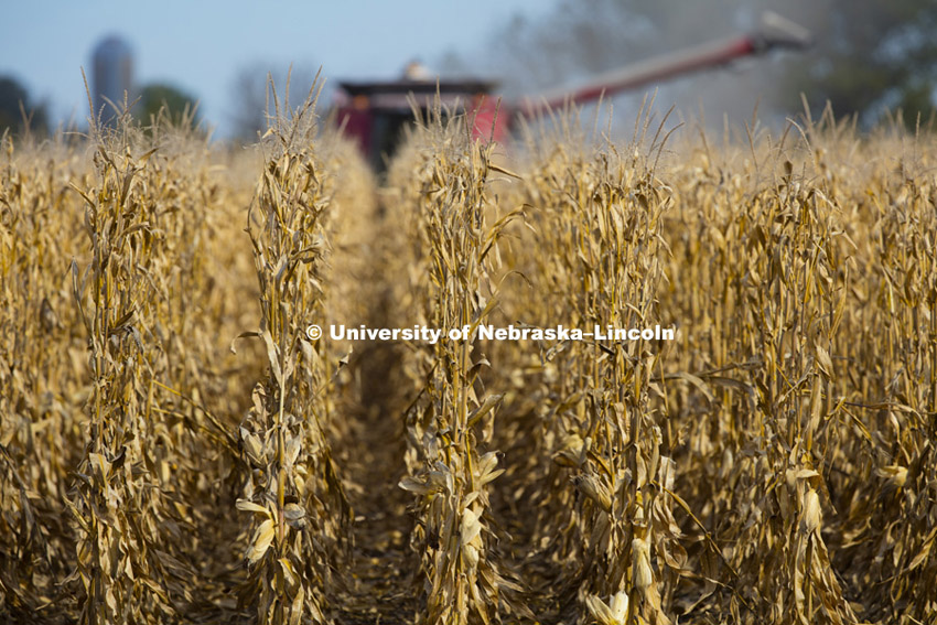 Corn Harvest. South-central Nebraska.  October 15, 2015. Photo by Craig Chandler / University Communications