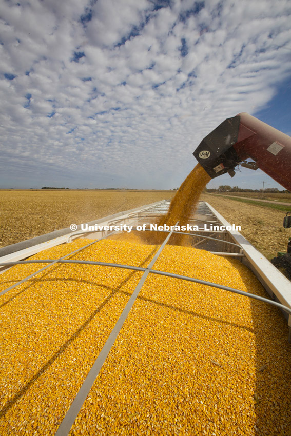 Portenier farm near Harvard, NE. Corn Harvest. South-central Nebraska. October 15, 2015. Photo by Craig Chandler / University Communications