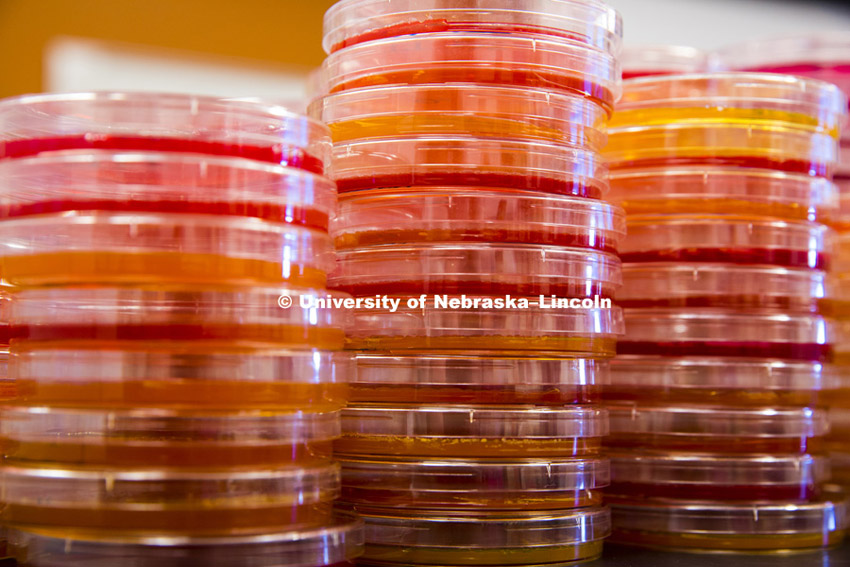 Petri dishes from more than 100 sample raw meats were cultured for Salmonella. Andrew Benson, W.W. Marshall Distinguished Professor of Biotechnology, Department of Food Science and Technology teaches FDST 406 FDST 806- Food Microbiology Laboratory in the Food Innovation Center at NIC. The class works with identifying classes of Salmonella on raw food. December 3, 2015. Photo by Craig Chandler / University Communications