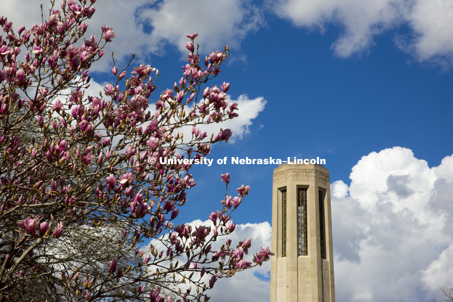 Mueller Bell Tower surrounded by the blooming spring trees. March 16, 2016, photo by Craig Chandler, University Communications.