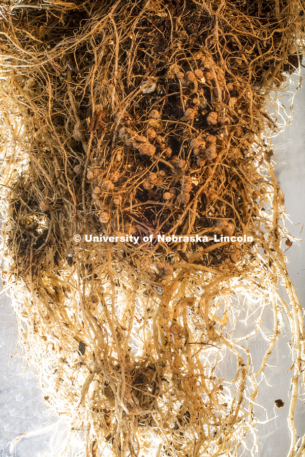 Soybean roots photographed for the Center for Root and Rhizome Innovation, sponsored by an EPSCoR grant. June 15, 2016. Photo by Craig Chandler / University Communication Photography.