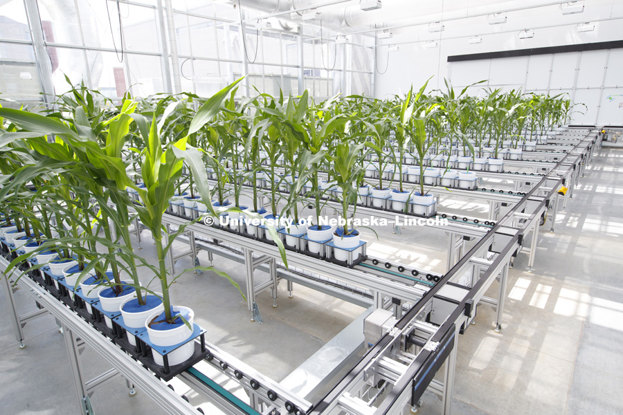 Corn grows in Innovation Campus greenhouse. June 17, 2016. Photo by Craig Chandler / University Communications