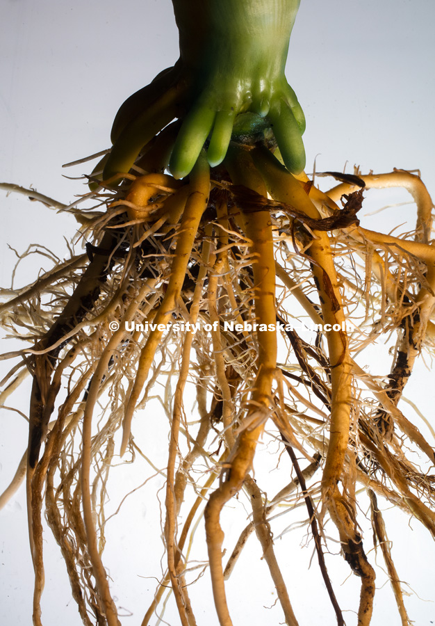 Young corn roots. Ed Cahoon and Jim Alfano lead the Center for Root and Rhizome Innovation sponsored by an EPSCoR grant. June 21, 2016. Photo by Craig Chandler / University Communication Photography.