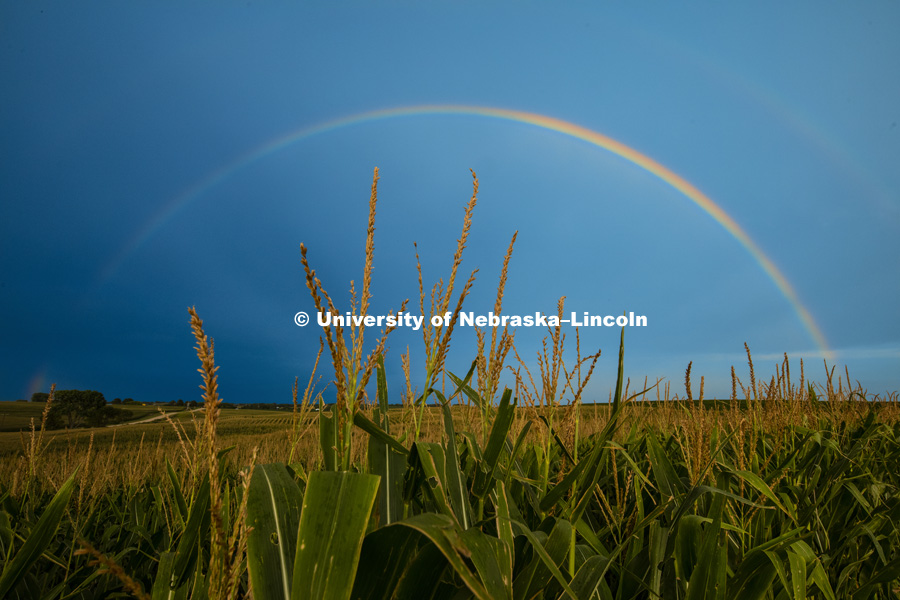 Rainbow over a cornfield southeast of Lincoln, NE. August 5, 2016. Photo by Craig Chandler / University Communication Photography.