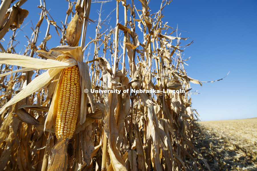 Corn harvest and grain storage bins on the Spohn Farms ground near Friend, NE.  October 18, 2016.  Photo by Craig Chandler / University Communication
