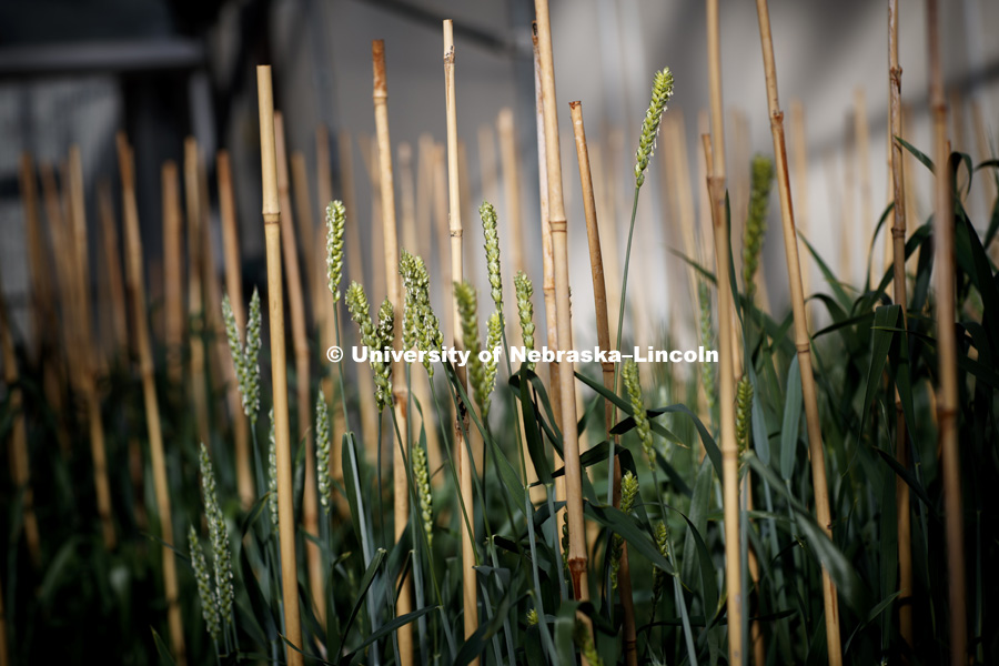 Wheat grows in an East Campus greenhouse. Jorge Venegas is studying the effect of two genes (GPC-B1 and lpa-1) in the mineral composition in wheat grain. His main objective is to incorporate these two traits into Great Plains wheat germplasm, which will
