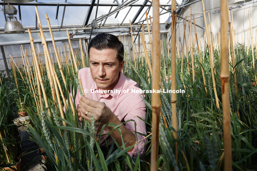 Jorge Venegas is studying the effect of two genes (GPC-B1 and lpa-1) in the mineral composition in wheat grain. His main objective is to incorporate these two traits into Great Plains wheat germplasm, which will increase protein, iron and zinc without