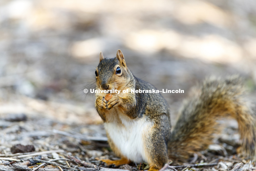 Manisha Kalaga feeds a squirrel an almond outside Love Library Friday. She says she feeds squirrels quite often and "they know me". June 12, 2017. Photo by Craig Chandler / University Communication.