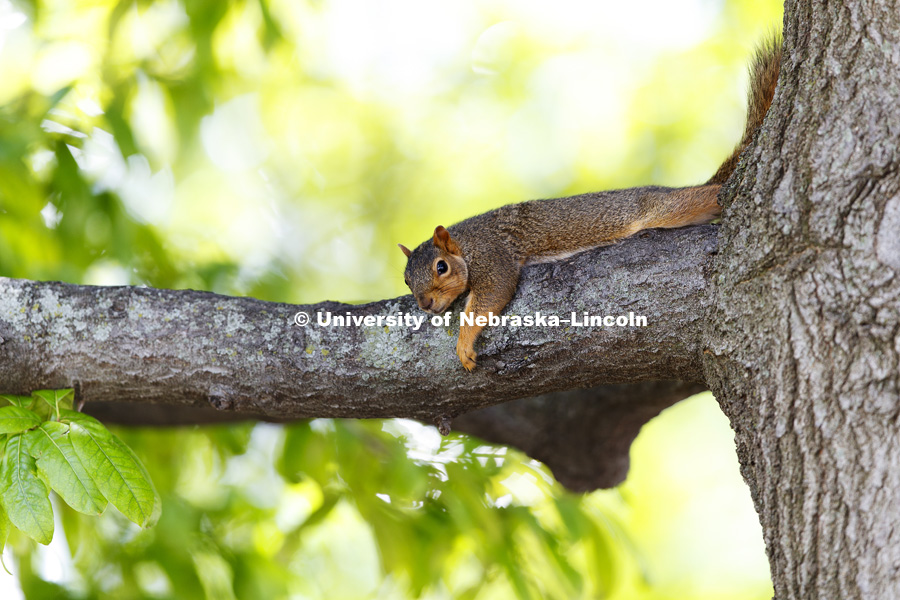 Manisha Kalaga feeds a squirrel an almond outside Love Library Friday. She says she feeds squirrels quite often and "they know me". June 12, 2017. Photo by Craig Chandler / University Communication.