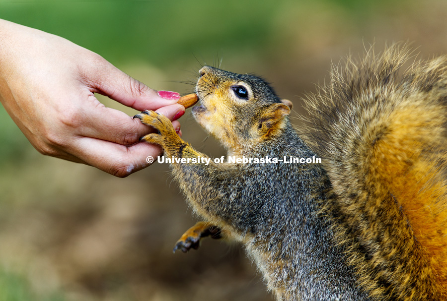 Manisha Kalaga feeds a squirrel an almond outside Love Library Friday. She says she feeds squirrels quite often and "they know me". June 12, 2017. Photo by Craig Chandler / University Communication.