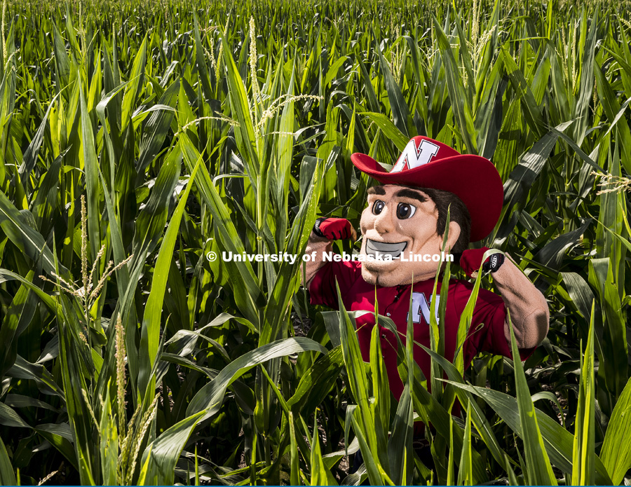 Herbie Husker in the corn field for Alumni Calendar shoot. July 10, 2017. Photo by Craig Chandler / University Communication.