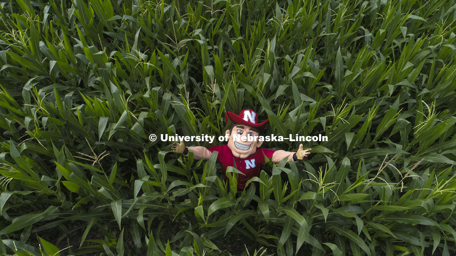 Herbie Husker in the corn field for Alumni Calendar shoot. July 10, 2017. Photo by Craig Chandler / University Communication.