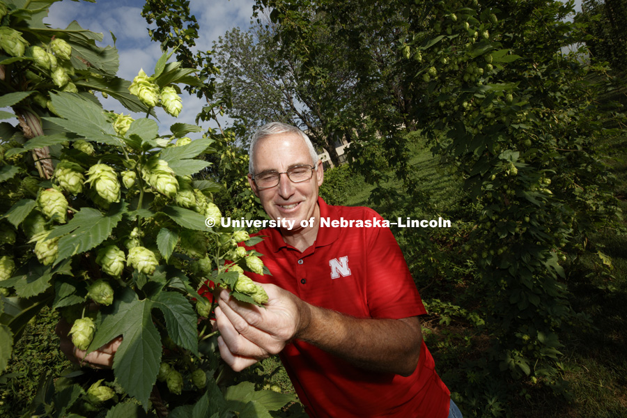 Hops are being grown on east campus. Stacy Adams is part of the Nebraska Hops Team. July 31, 2017. Photo by Craig Chandler / University Communication.