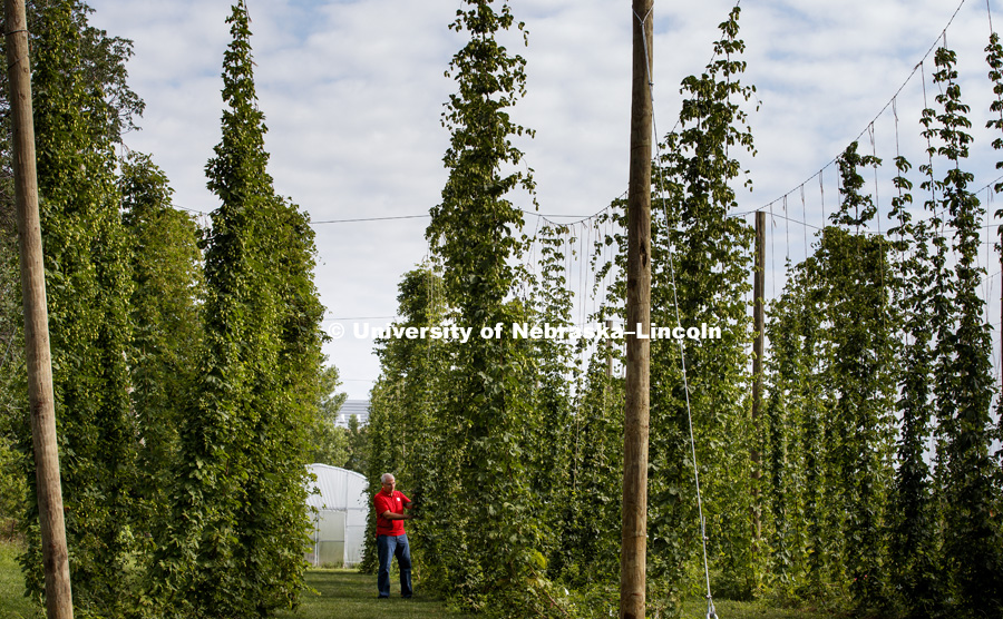 Hops are being grown on east campus. Stacy Adams is part of the Nebraska Hops Team. July 31, 2017. Photo by Craig Chandler / University Communication.