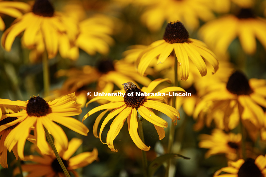 Black-eyed Susan flowers on UNL City Campus. August 3, 2017. Photo by Craig Chandler / University Communication.