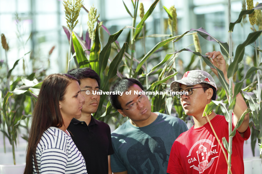 Nebraska Food for Health Center is linking agricultural and medical research to prevent disease. Graduate researchers, from left, Chenyong Miao, Zhikai Liang, Qinnan Yang and Mallory Van Haute look over sorghum being grown to identify beneficial traits to