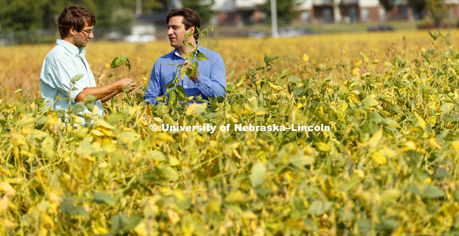 Nebraska agronomists Patricio Grassini, right, and Nicolás Cafaro La Menza have collaborated with researchers in Argentina to quantify how nitrogen levels in soil can affect soybean yields. September 15, 2017. Photo by Craig Chandler / University