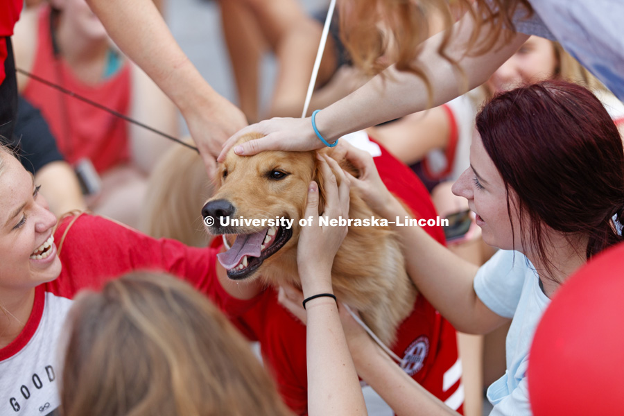 Moe, a golden retriever and Jester competitor, is mobbed by adoring fans before the pep rally. Homecoming parade, pep rally and court jester competition. September 22, 2017. Photo by Craig Chandler / University Communication.