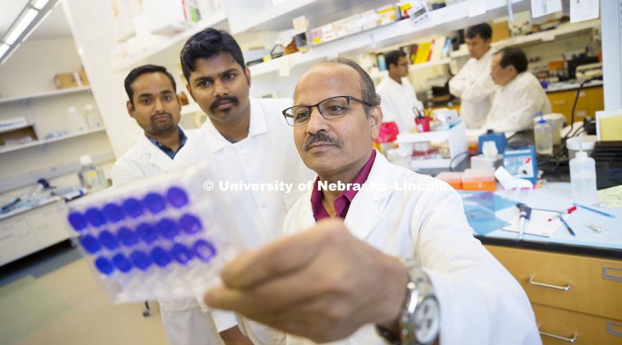 Dr. Asit K. Pattnaik looks over samples with Bikash Ranjan Sahoo and Arun S. Annamalai. In the background are teammates Aryamav Pattnaik, Dr. Hiep Vu, and Dr. Shi-hua Xiang. University of Nebraska-Lincoln virologists have identified a Zika mutation that