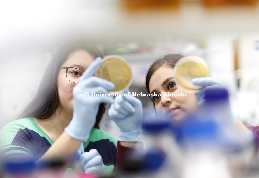 Daniela Ischiu Gutierrez and Marlenne Barajas look over a culture. Microbiology lab of Professor Ken Nickerson in Beadle Hall. October 26, 2017. Photo by Craig Chandler / University Communication.