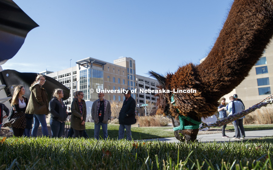 An alpaca was outside the Visitors Center Wednesday. It was brought to campus as part of a theater department costume class where students had to design costumes using textures and colors of various animals. November 15, 2017. Photo by Craig Chandler /