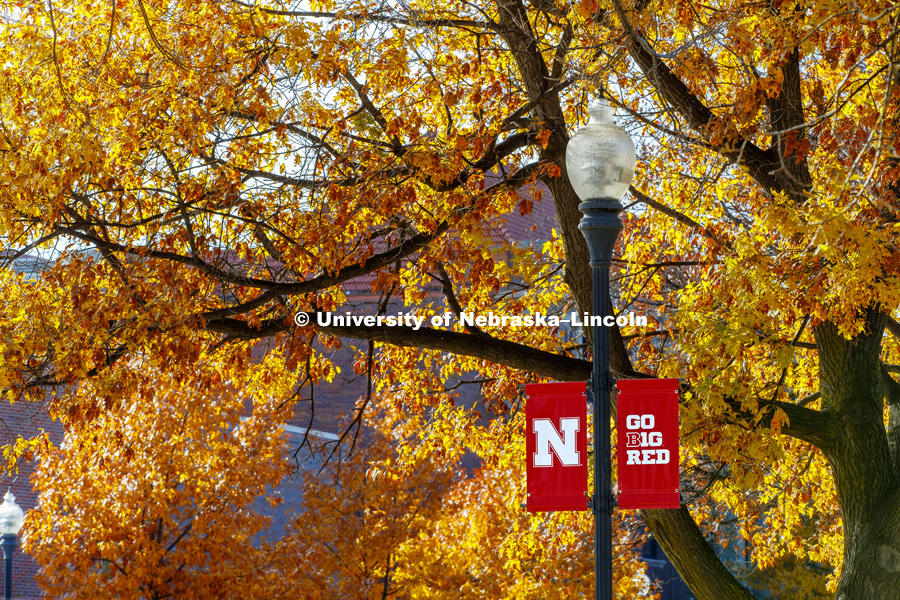 Lincoln trees display their fall colors on UNL's City Campus. November 15, 2017. Photo by Craig Chandler, University Communication Photography.