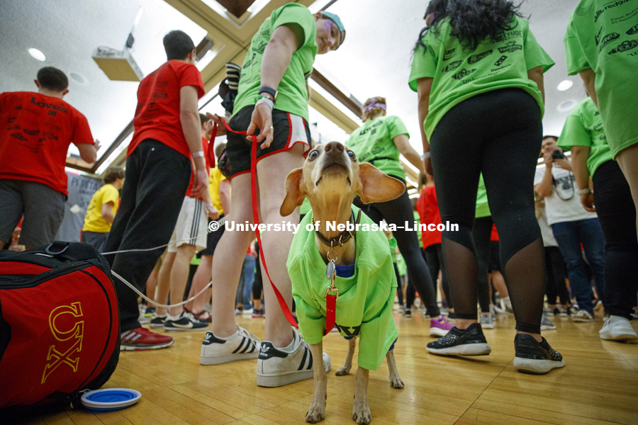 Tricia Melland's service dog, Kenny, a dachshund miniature greyhound mix, wore a t-shirt to help support his owner and the marathon. 1274 Nebraska students signed up to be part of the Huskerthon Dance Marathon for Children's Hospital in Omaha. February 17