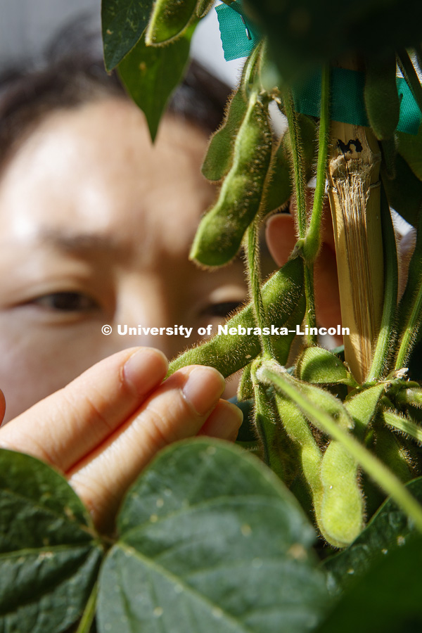 Haejin Kim, a post doc and Senior Research Associate in the Center for Plant Science Innovation, examines soybeans in the Beadle greenhouse. The soybeans are bred for the salmon farming industry and keeps the salmon's meat it's natural pink color when